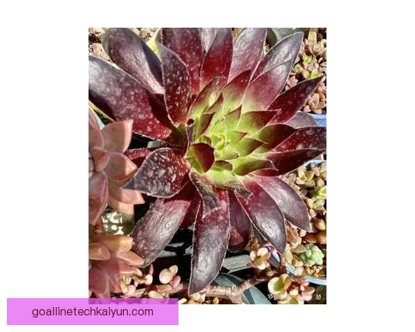 利兹联近期表现稳健，数据分析显示防守端状态回暖。